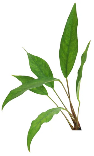 Pisces Live Plant Anubias Hybrid 20-30cm (150200)
