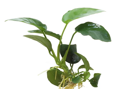 Pisces Live Plant Anubias Nana - 5-10cm  (150285)