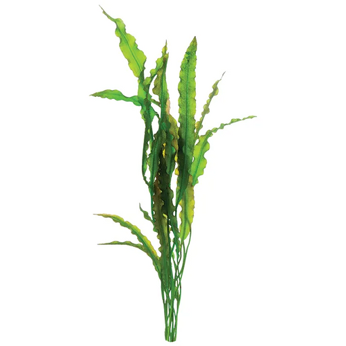 Pisces Live Plant Medium Aponogeton Crispus 30cm (150305)