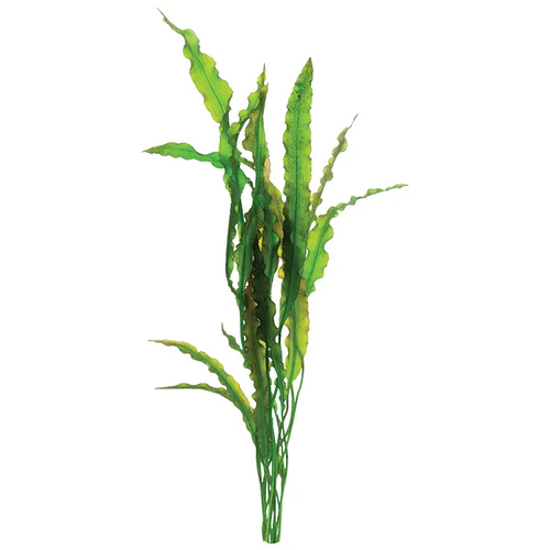 Pisces Live Plant Aponogeton Crispus - 50-60cm  (150315)