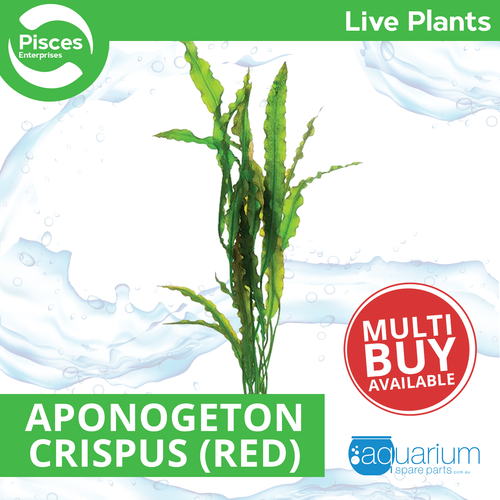 Pisces Live Plant Aponogeton Crispus (Red) (150355)