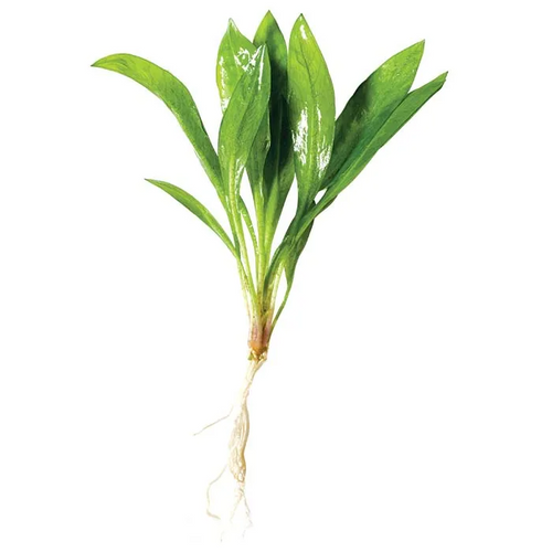 Pisces Live Plant Echinodorus Grisebachii 5cm Bare Root (150945)
