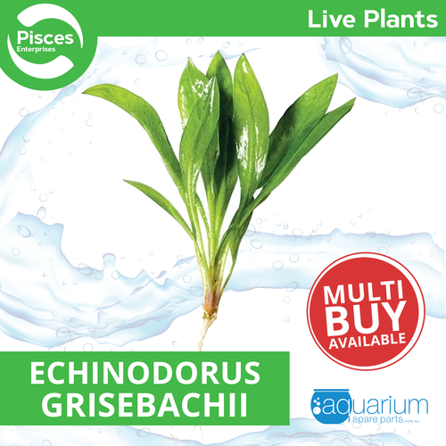 Pisces Live Plant Echinodorus Grisebachii 5cm Bare Root (150945)