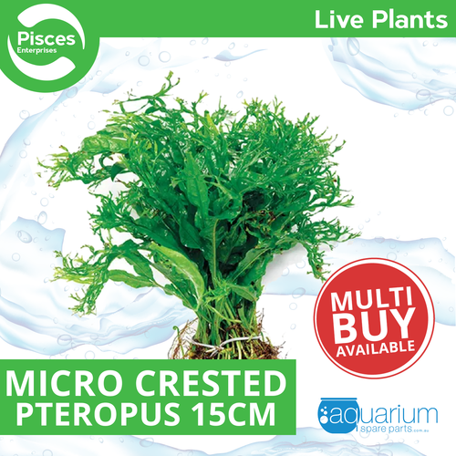 Pisces Live Plant Crested Micro Pteropus 15cm (151490)