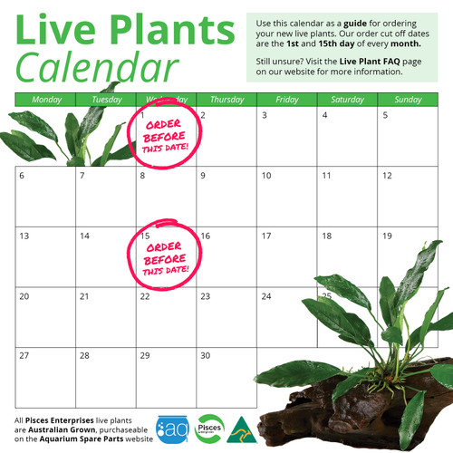 Pisces Live Plant Terracotta Pot 3cm Pack Of 10 (110941)