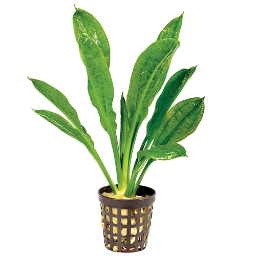 Pisces Live Plant Echinodorus Tropica - 5cm Pot  (110958)