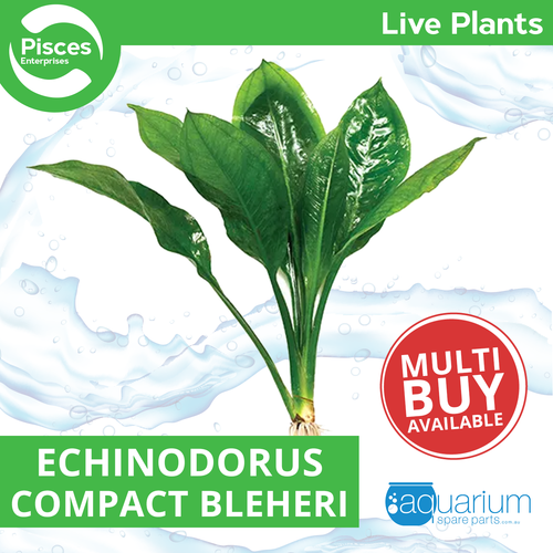 Pisces Live Plant Echinodorus Compact Bleheri - 5cm Pot  (110959)