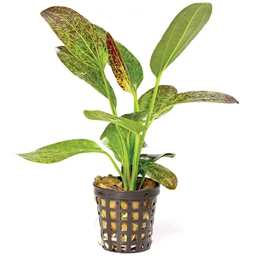 Pisces Live Plant Echinodorus Green Flame 5cm Pot (110961)