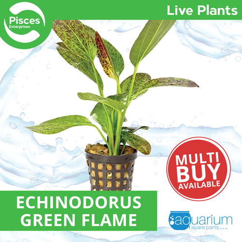 Pisces Live Plant Echinodorus Green Flame 5cm Pot (110961)