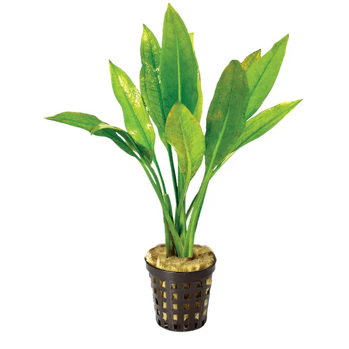 Pisces Live Plant Echinodorus Amazon 5cm Pot (110970)