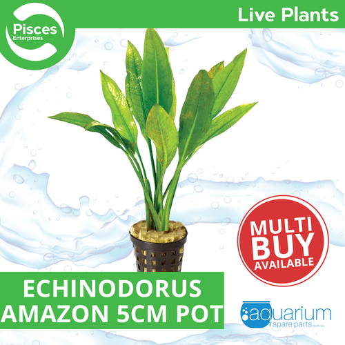 Pisces Live Plant Echinodorus Amazon 5cm Pot (110970)