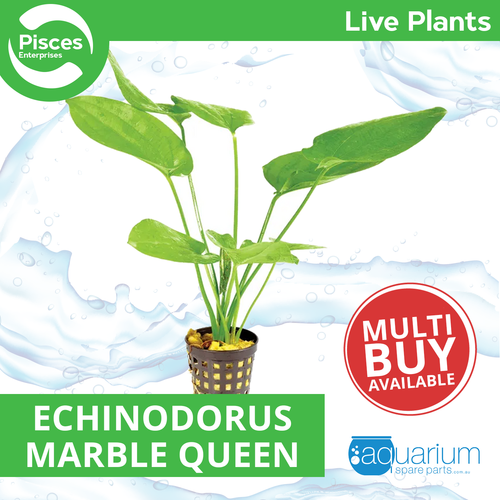 Pisces Live Plant Echinodorus Marble Queen - 5cm Pot  (110980)