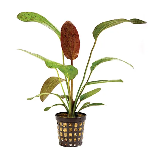 Pisces Live Plant Echinodorus Ozelot Red 5cm Pot (110995)