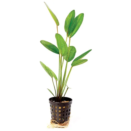 Pisces Live Plant Echinodorus Devils Eye - 5cm Pot - Emerse  (111002)