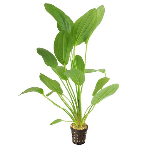 Pisces Live Plant Echinodorus Felix -  Emer 5cm Pot  (111003)