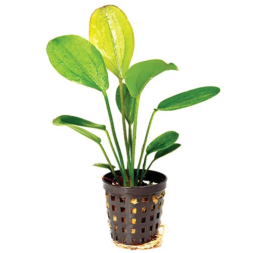 Pisces Live Plant Echinodorus Red October -Em  5cm Pot  (111007)