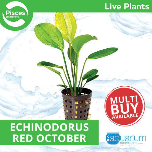 Pisces Live Plant Echinodorus Red October -Em  5cm Pot  (111007)