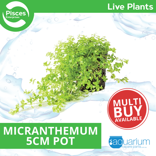 Pisces Live Plant Micranthemum - 5cm Pot (111023)