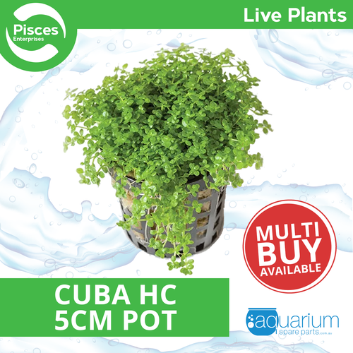 Pisces Live Plant Cuba Hc 5cm Pot (111036)