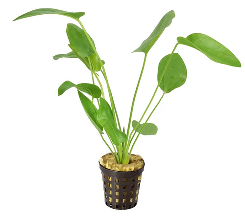 Pisces Live Plant Echinodorus Schuleteri - 5cm Pot  (111021)