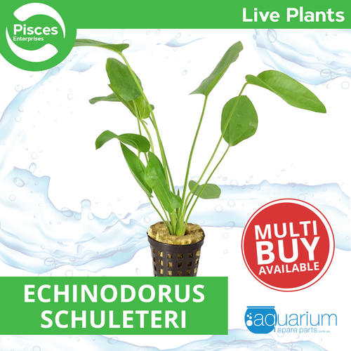 Pisces Live Plant Echinodorus Schuleteri - 5cm Pot  (111021)