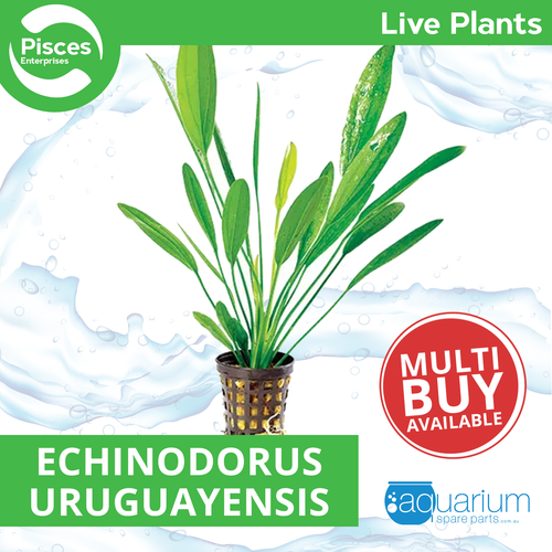 Pisces Live Plant Echinodorus Uruguayensis - 5cm Pot  (111017)