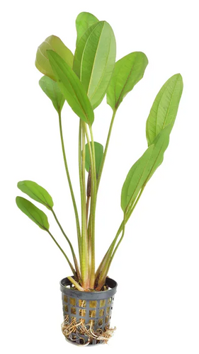Pisces Live Plant Echinodoruslothario - Emer 5cm Pot  (111013)