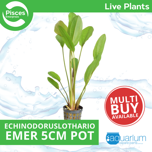 Pisces Live Plant Echinodoruslothario - Emer 5cm Pot  (111013)