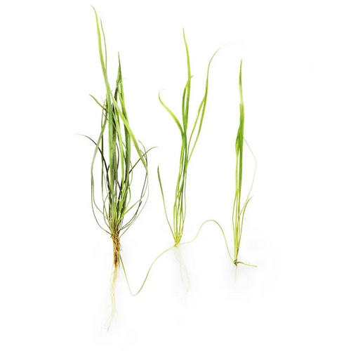 Pisces Live Plant Echinodorus Tenellus - 3  Chains  (151295)