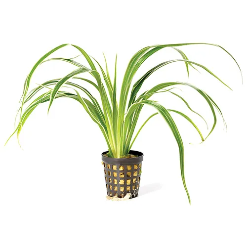 Pisces Live Plant Chlorophytum In 5cm Pot (110656)