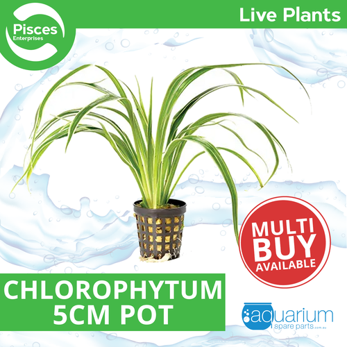 Pisces Live Plant Chlorophytum In 5cm Pot (110656)