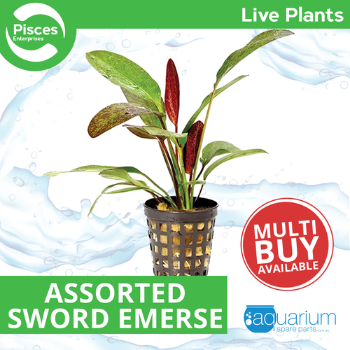 Pisces Live Plant Assorted Sword Emerse - 5cm Pot  (110903)