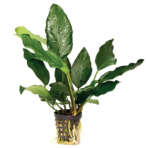 Pisces Live Plant Anubias Assorted - 5cm Pot  (110906)