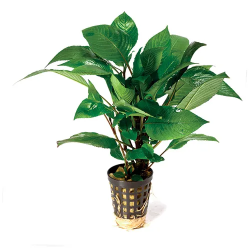 Pisces Live Plant Corymbosa (Broad) 5cm Pot (111041)