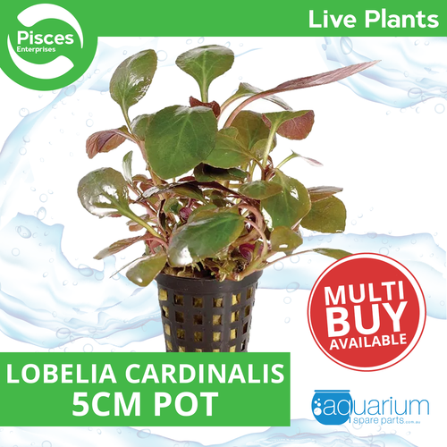 Pisces Live Plant Lobelia Cardinalis - 5cm Pot  (111112)