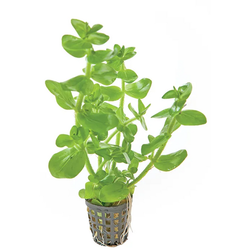 Pisces Live Plant Bacopa 5cm Pot (110111)