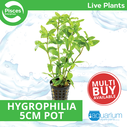 Pisces Live Plant Hygrophilia 5cm Pot (110186)