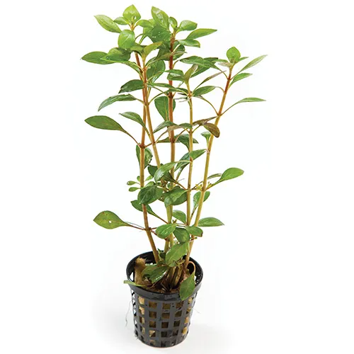 Pisces Live Plant Narrow Ludwigia - 5cm Pot  (110196)