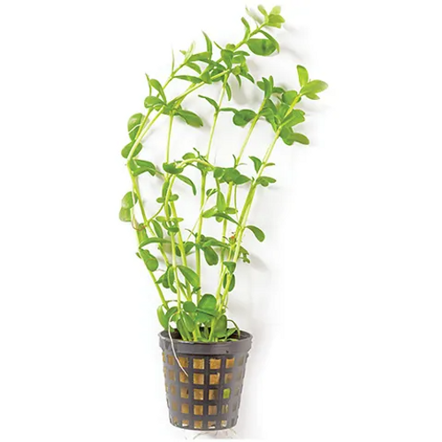 Pisces Live Plant Baby Tears - 5cm Pot (110306)