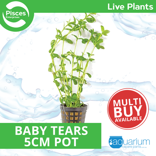 Pisces Live Plant Baby Tears - 5cm Pot (110306)