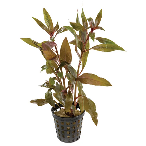 Pisces Live Plant Scarlet Ludwigia 5cm Pot (110321)