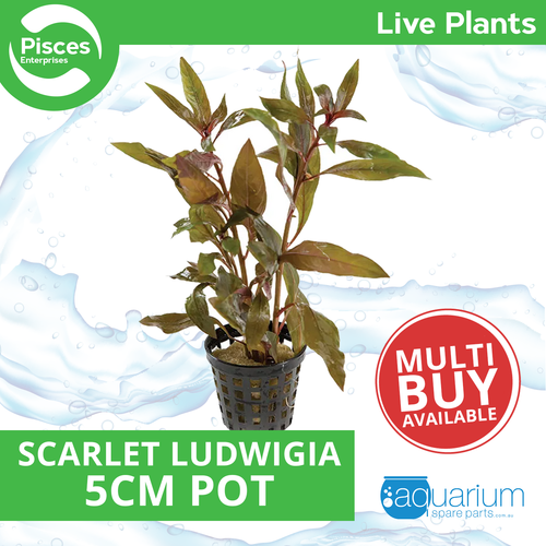 Pisces Live Plant Scarlet Ludwigia 5cm Pot (110321)