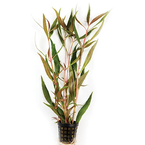 Pisces Live Plant Telanthera - 5cm Pot (110431)
