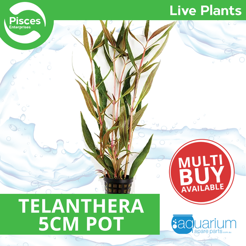 Pisces Live Plant Telanthera - 5cm Pot (110431)