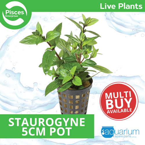 Pisces Live Plant Staurogyne 5cm Pot (111110)