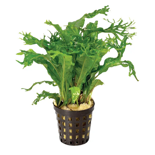 Pisces Live Plant Micro Crested 5cm Pot (151339)