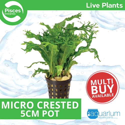 Pisces Live Plant Micro Crested 5cm Pot (151339)
