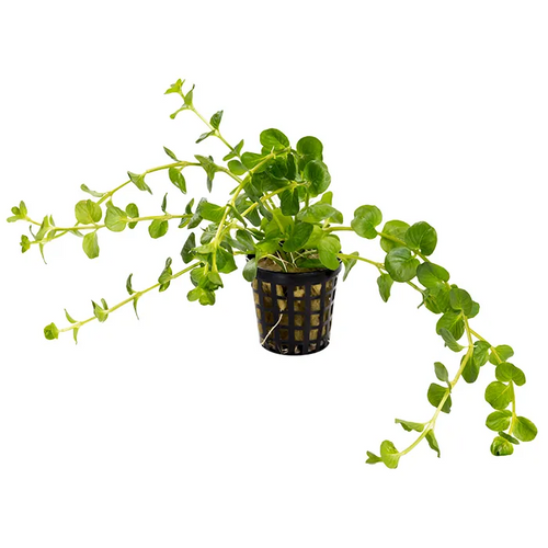 Pisces Live Plant Green Pennywort - 5cm Pot  (110346)