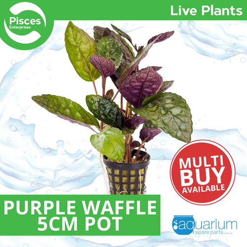 Pisces Live Plant Purple Waffle 5cm Pot (110349)