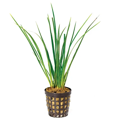 Pisces Live Plant Green Rush 5cm Pot (110356)